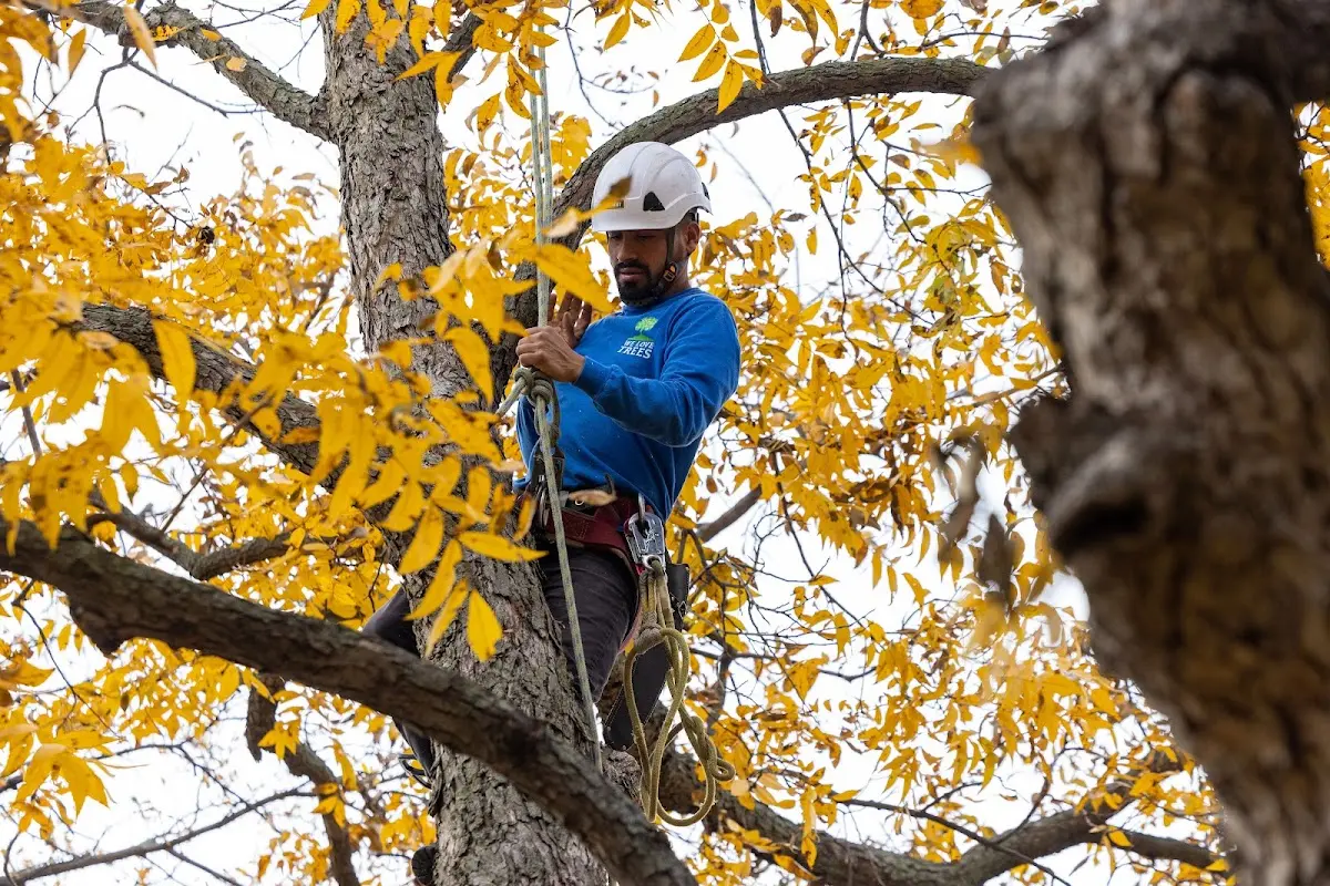 Skilled Emergency Tree Service crew working in Onsted